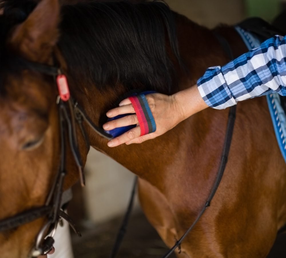 man-grooming-the-horse-in-the-stable.jpg